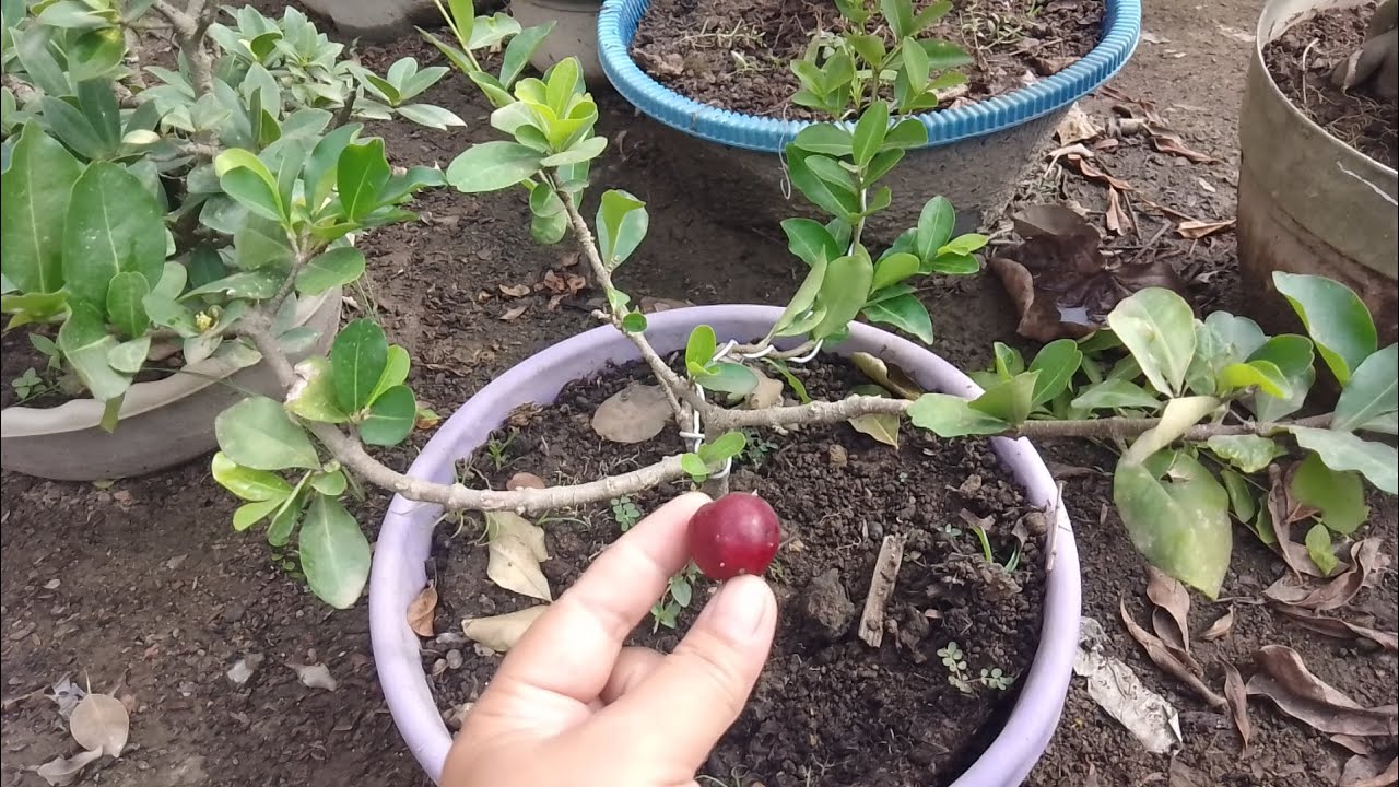 Cherry matang 
