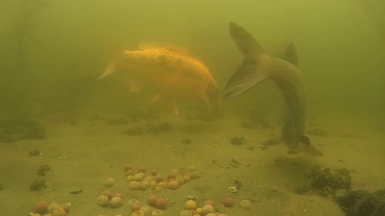 Carpspot Spotcam Digital 2016 Best of Karperschaken.nl