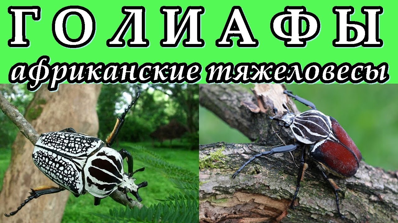 ЖУКИ-ГОЛИАФЫ - Африканские тяжеловесы