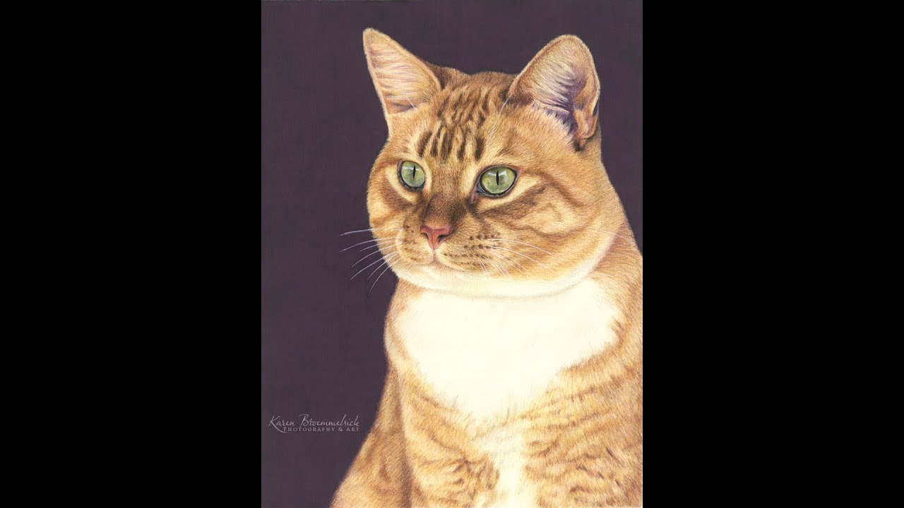 How to Draw a Cat in Colored Pencil | Tutorial