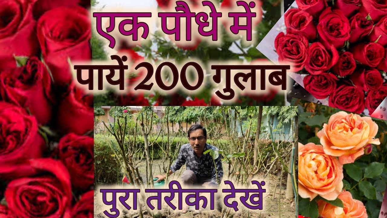 गुलाब के एक पौधे में कैसे पायें २०० फूल, जानने  के लिए पुरा वीडियो देखें // Get 200 flowers in Roses