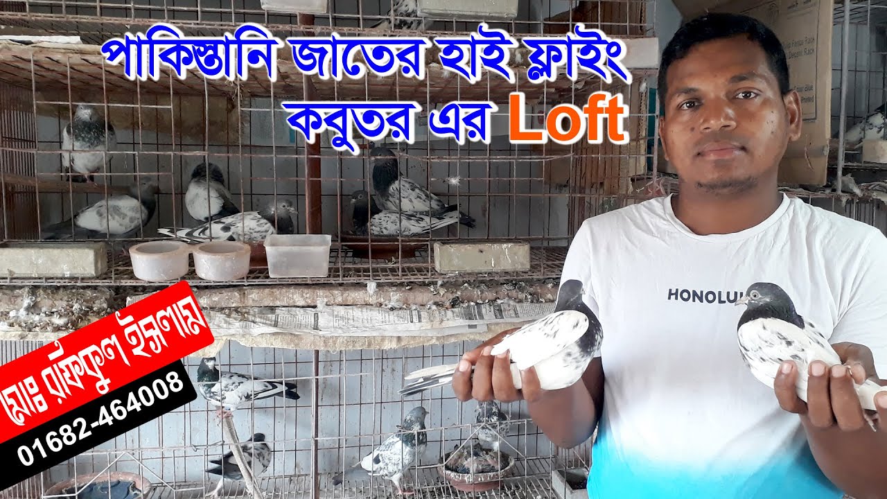 পাকিস্তানি জাতের হাই ফ্লাইং কবুতর এর লফ্ট ।। High flying pigeon farm of Pakistani breed