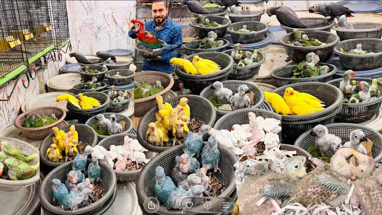 Alhamdulillah 100+ bacha apny pyare customers ko diye ❤️ ap kaha ho ajao shop jaldi se😘