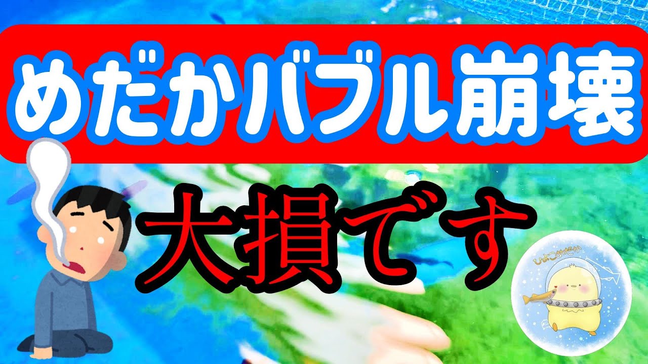 めだかバブル崩壊。大損です。【ひよこめだか/メダカ飼育】