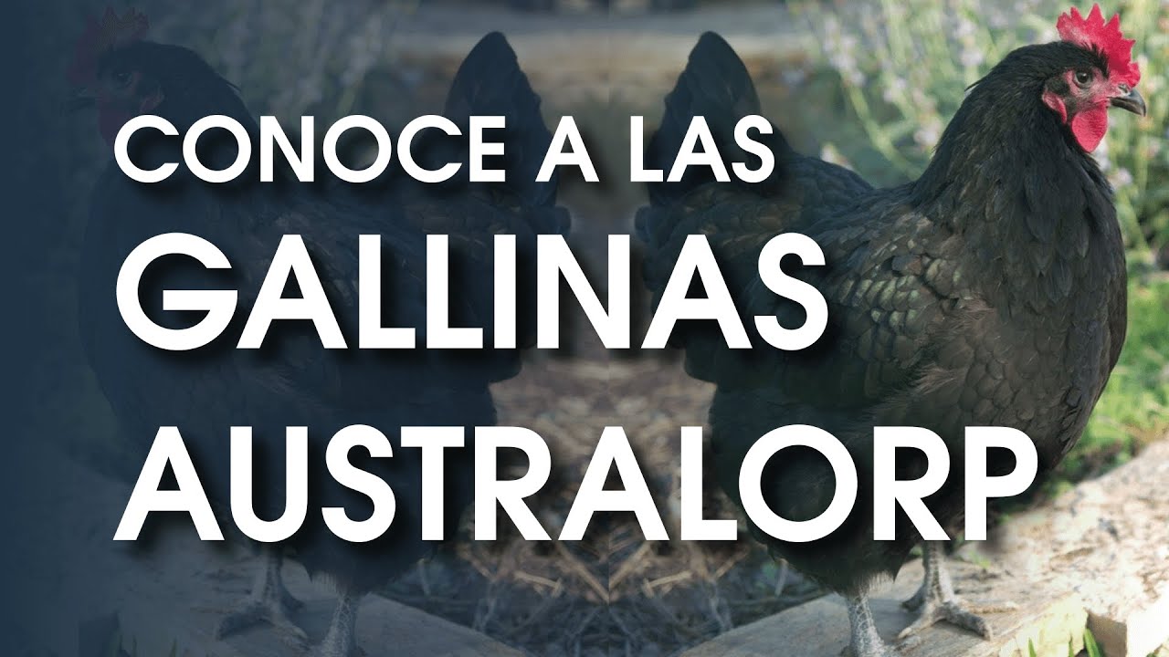 Gallina Australorp 🐔 Una raza de gallina muy amigable
