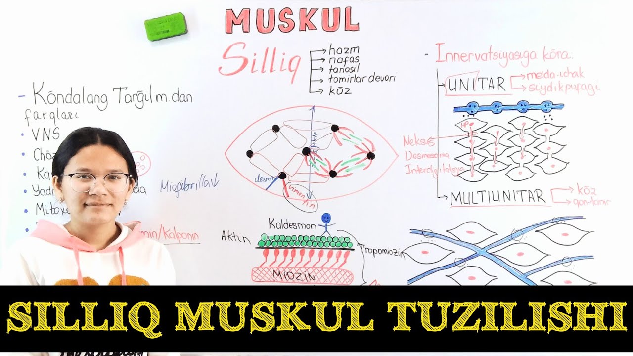 @mediatorsteam Silliq muskul fiziologiyasiga kirish. 1-qism