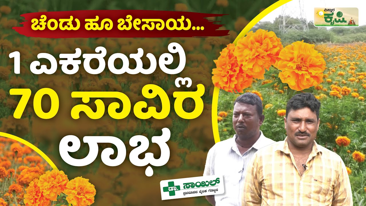 ಚೆಂಡು ಹೂ ಬೇಸಾಯ... 1 ಎಕರೆಯಲ್ಲಿ 70 ಸಾವಿರ ಲಾಭ | Vistara Krishi | Marigold Cultivation | ಕೃಷಿ ಖಜಾನೆ