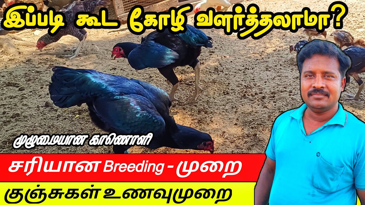 கோழிகளை தேர்ந்தெடுத்து Breeding போடும் முறை | கம்பு தேவையில்லை குஞ்சுகளுக்கு | Breeding Method Hens