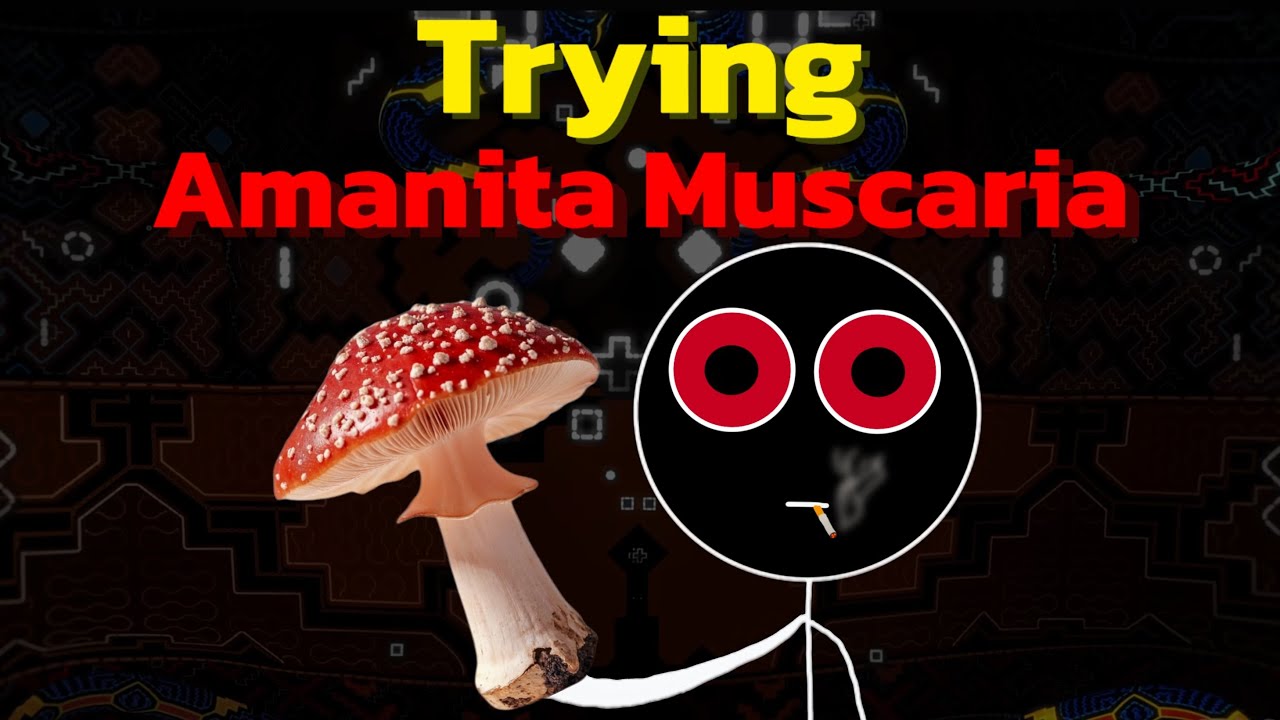 Amanita Muscaria: Proper Preparation and Trip Report