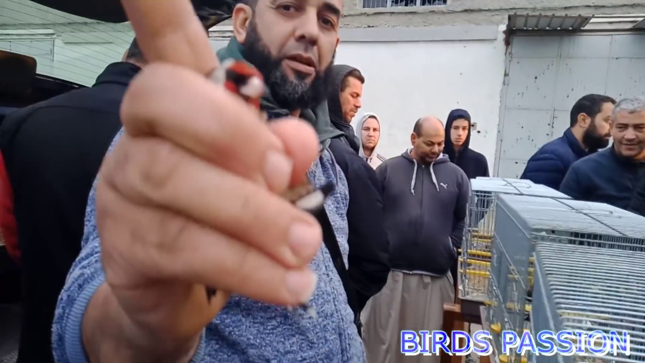 D15 شوف واسمع خويا الهاوي اين انتم يا عشاق الحسون (الجزء الاول) راهو بالبالة ف