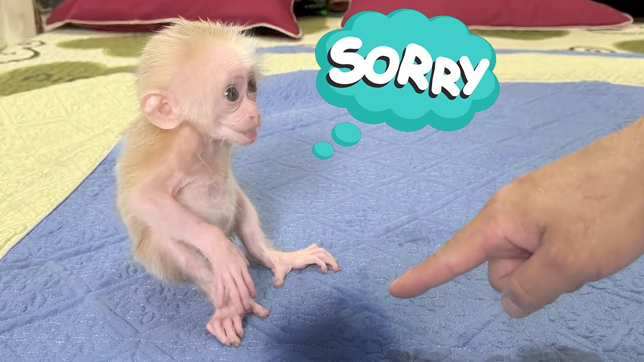 Monkey Kyo panics and worries when she pees on the bed