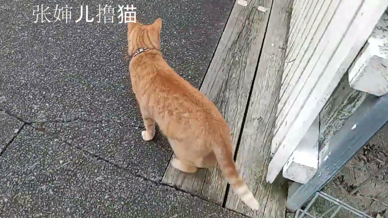 路遇一只十分高冷的大橘，好不容易叫过来，只给撸了一把，就扭屁股走了。整个一冰山美人。还是回家撸棕仔，咱家棕仔小可爱，又是打滚儿又是露肚皮，纯纯暖男的说！#橘猫 #棕猫 #orangetabbycat