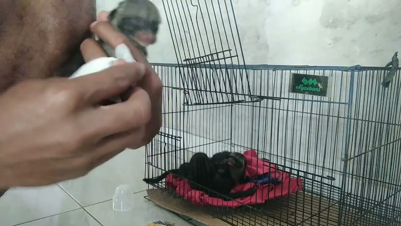 Merawat bayi musang❗❗❗👍