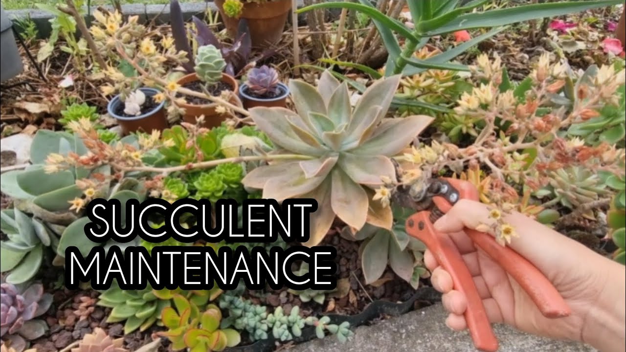 Succulent maintenance is never finish! but I love it!  #succulentlover #succulent