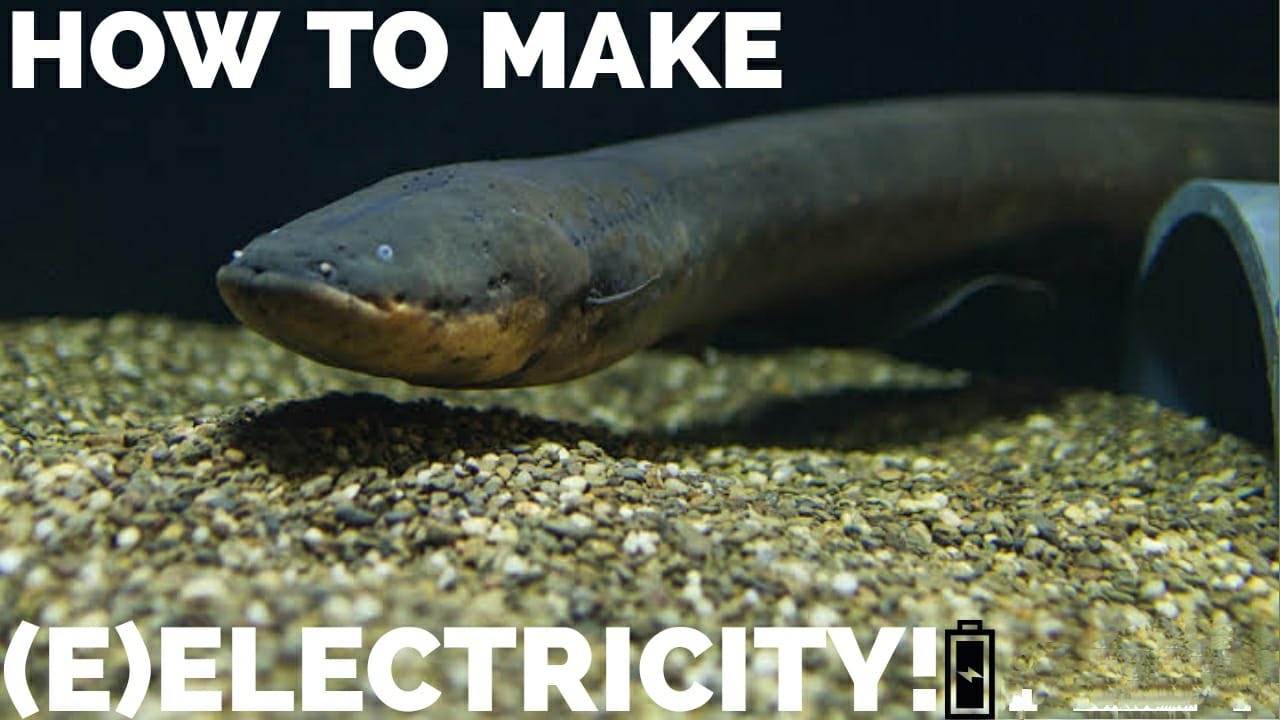 How Do Eels Make Electricity?