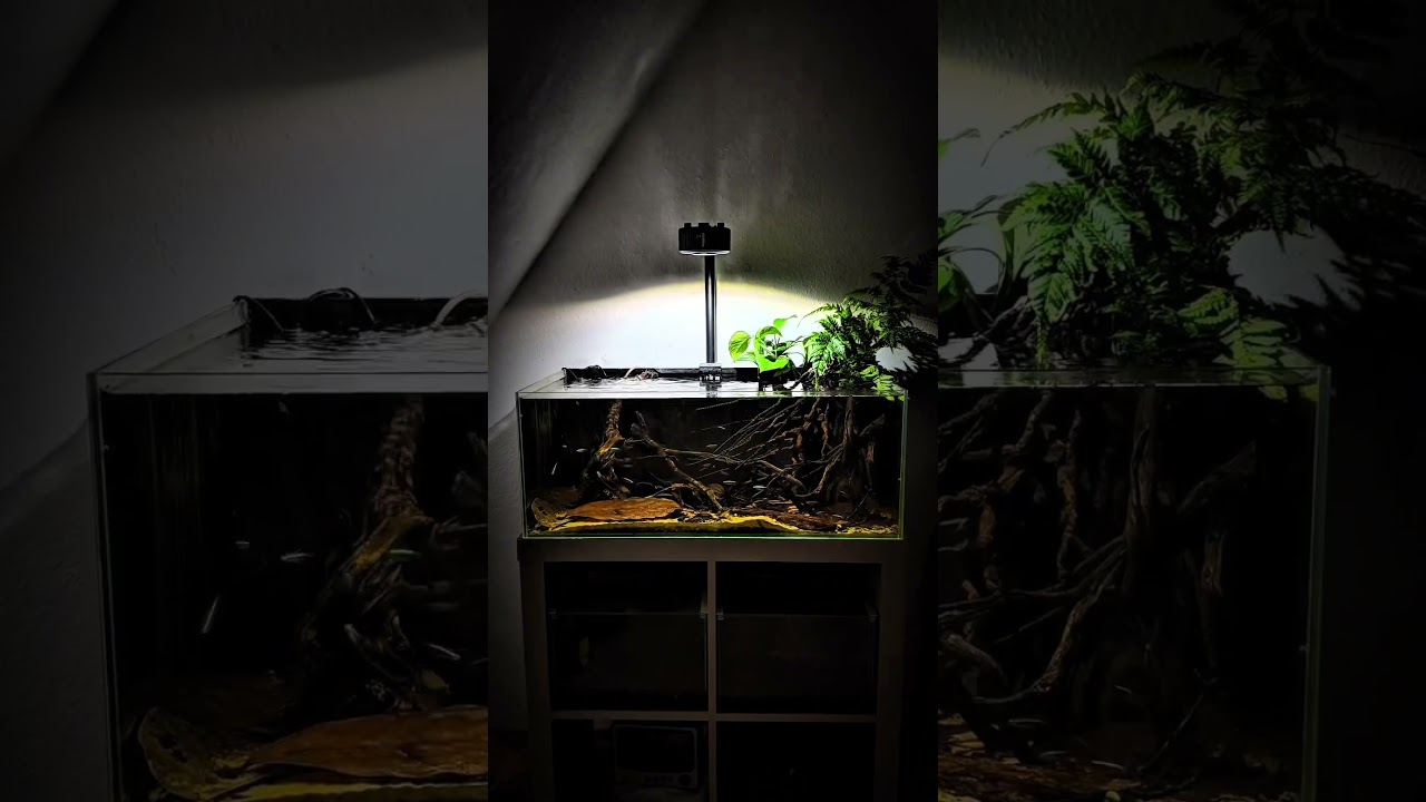 Natural Fishtank for fishes from the Amazon ❤️ #biotope #biotopeaquarium #fish #fishtank