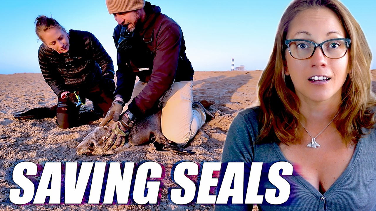 I Rescued Fur Seals Trapped in Deadly Plastic | Ft Ocean Conservation Namibia