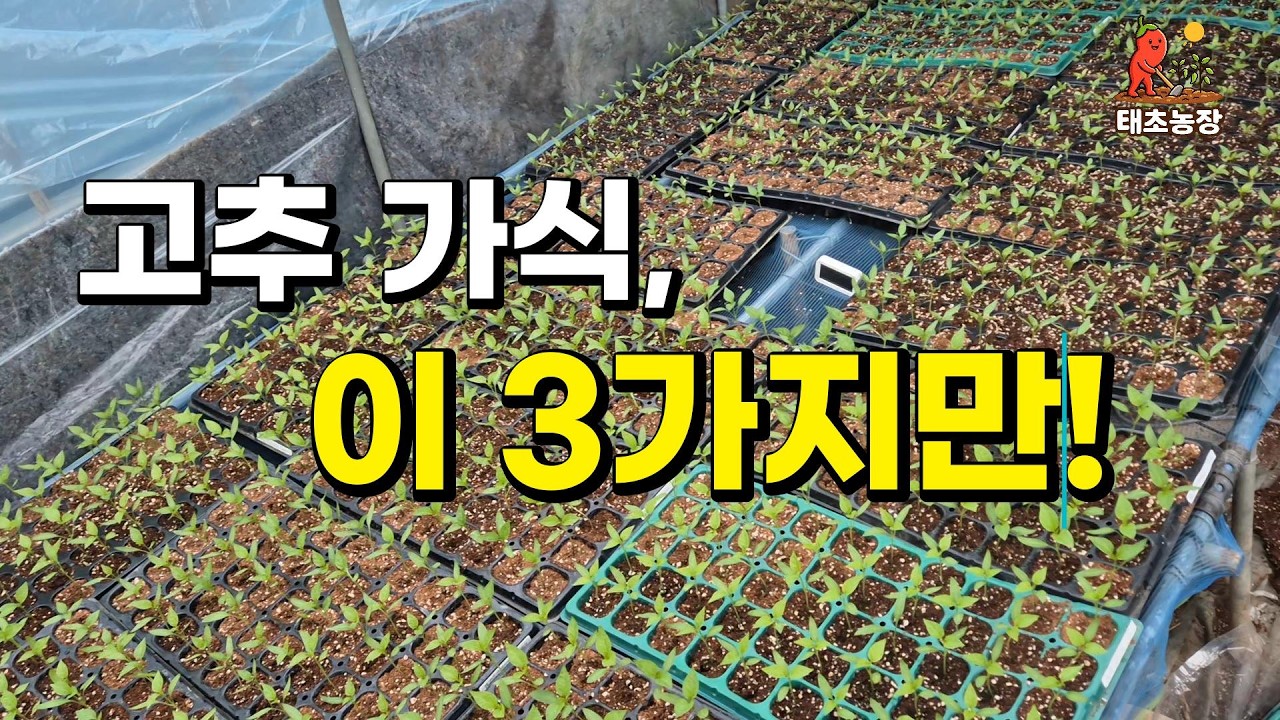 고추 육묘 후 가식 방법 | 모종 키우기 핵심 3가지