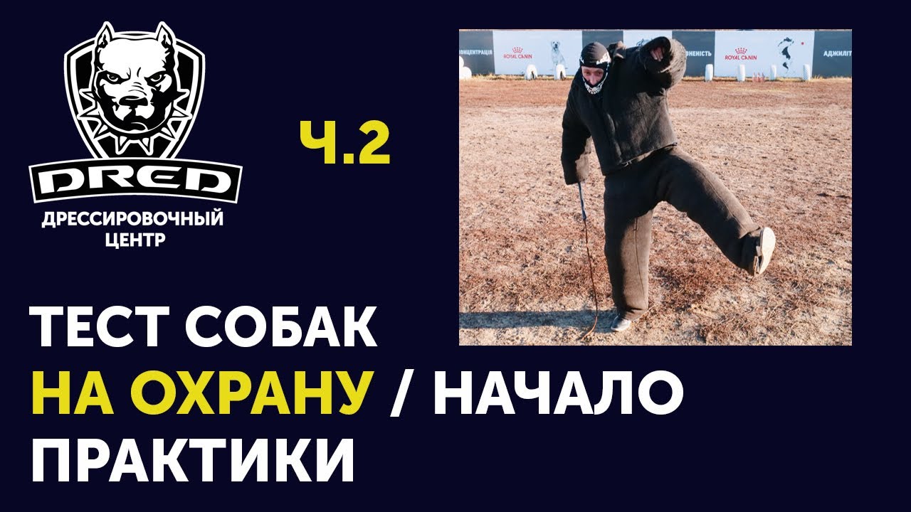 Тест собак на охрану | ЗКС | Охрана хозяина | Фас / Чужой ч.2 (Практика)