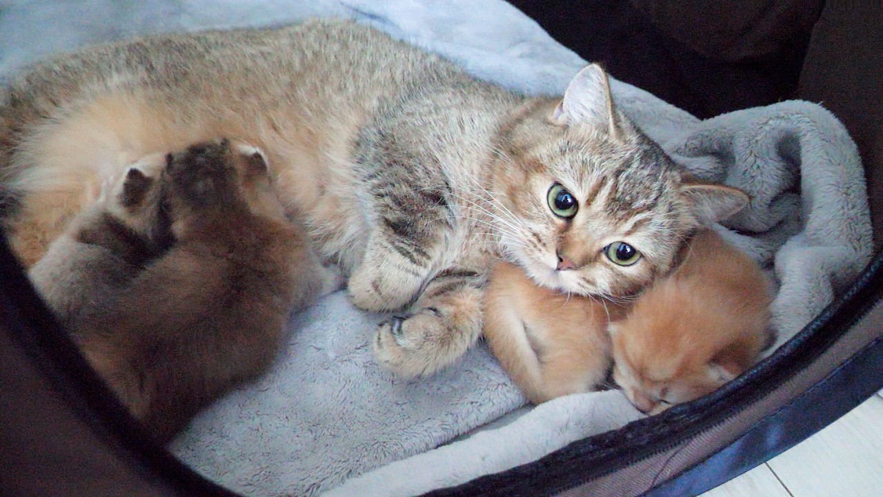 Cute mommy cat falls asleep because her kitten's back feels so good...