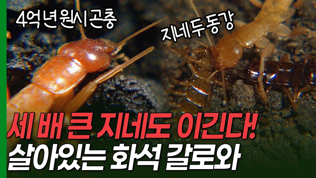 몸길이 세 배 지네도 이긴다! 4억 년 원시 곤충 갈로와 [환경스페셜-화석곤충 갈로와 4억년 생존의 비밀] / KBS 19991103 방송