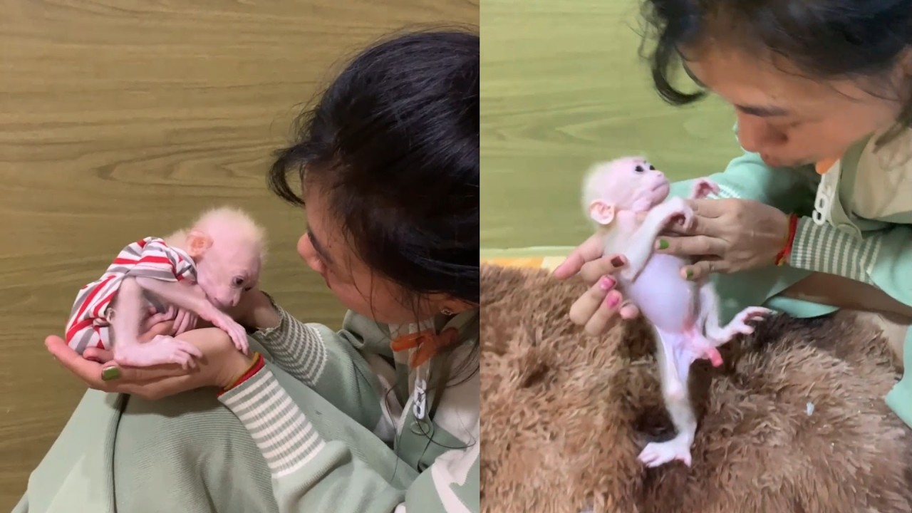 Bonding Time! Cuddles and Tickles with My Tiny Newborn Monkey 🐒💖