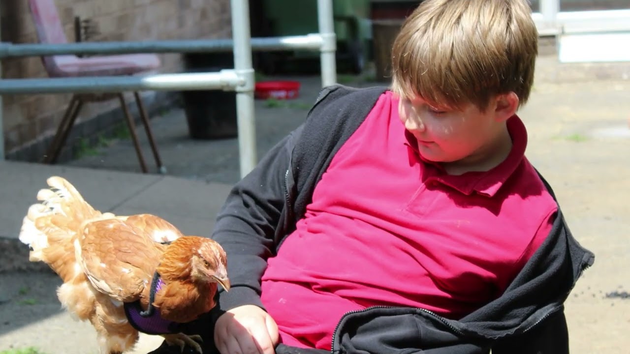 Nelson Chickens