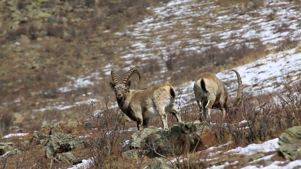 Mongolian ibex