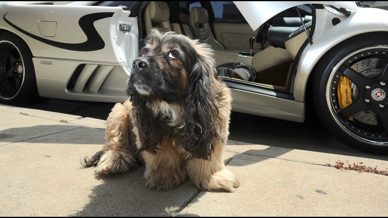 Luxury Hotel for Dogs in Hollywood
