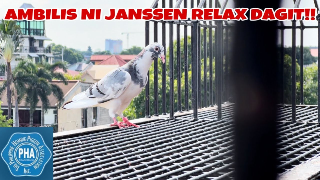 HATAW SI JANSSEN RELAX DAGIT!!