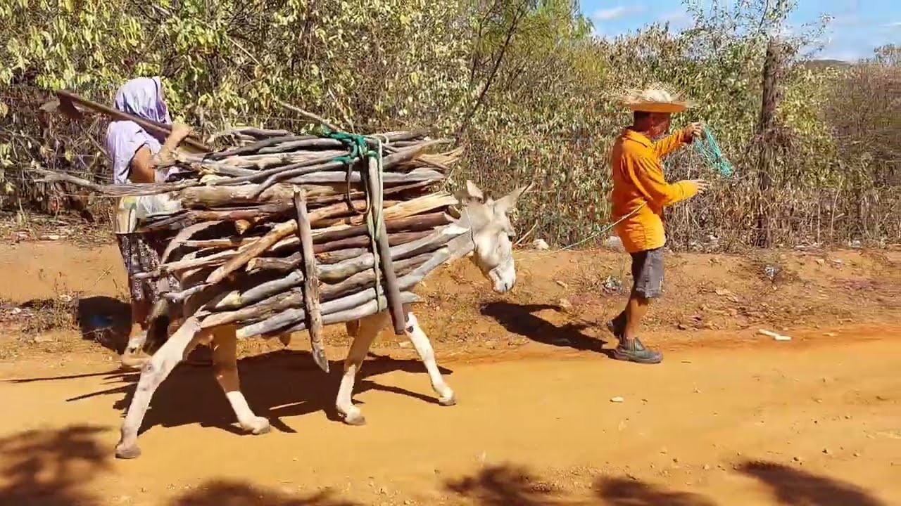 Bastidores  !! Seu Mané é A Dona Duceu vai fazer a fogueira  !!