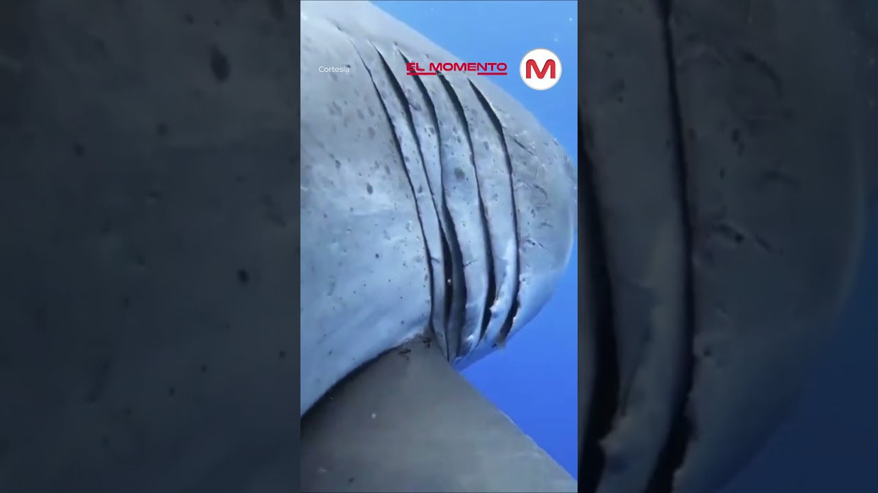 La buceadora hawaiana Ocean Ramsey nada junto al tibur&oacute;n blanco m&aacute;s grande registrado