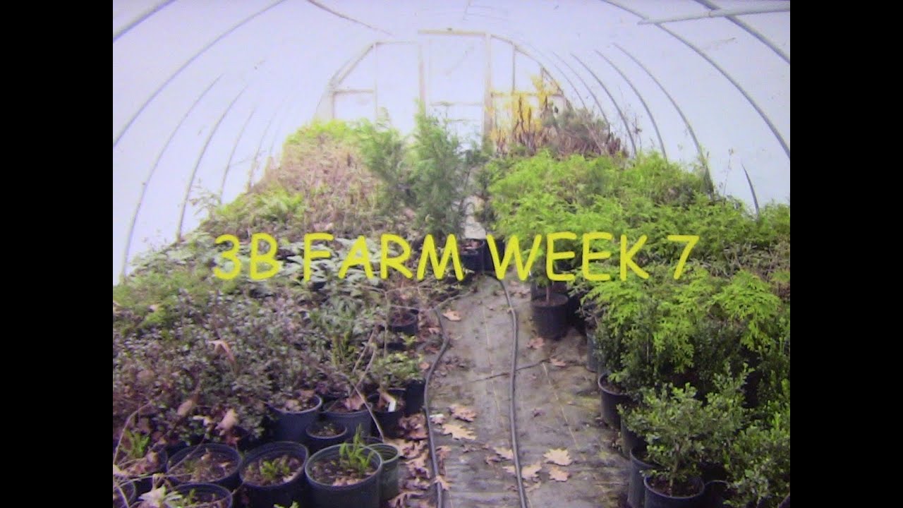 3B FARM WEEK 7