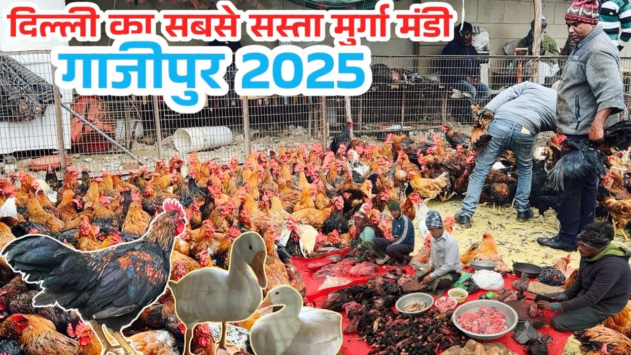 ग़ाज़ीपुर मुर्ग़ा बाज़ार दिल्ली 2025 ॥Ghazipur Murga Mandi Delhi Today Price|wholesale chiken mandi|