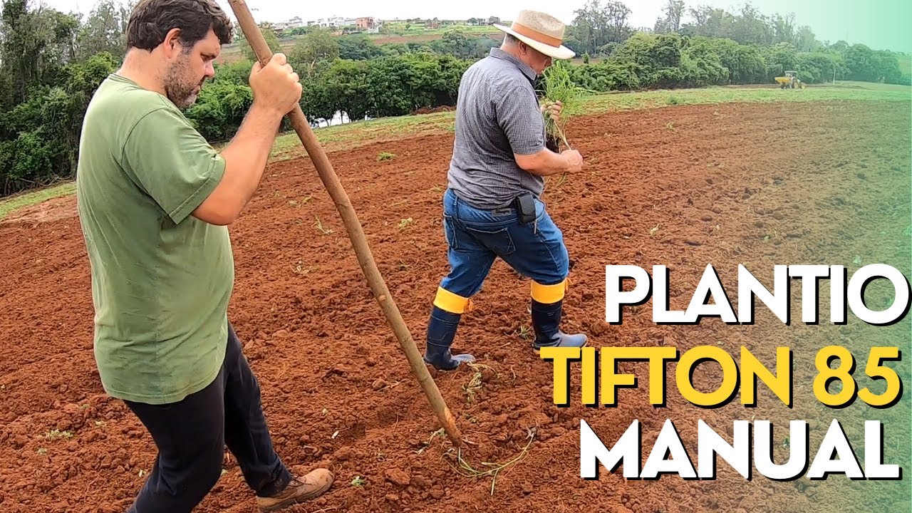 PLANTIO MANUAL DE TIFTON 85 COM MUDAS DE BANDEJA Ep#266