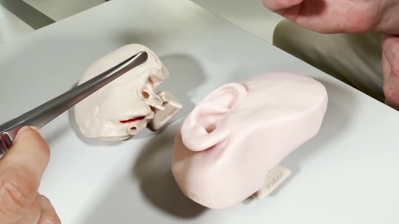 Anatomex3D TB-64 EAR Temporal Bone Surgical Simulation Model