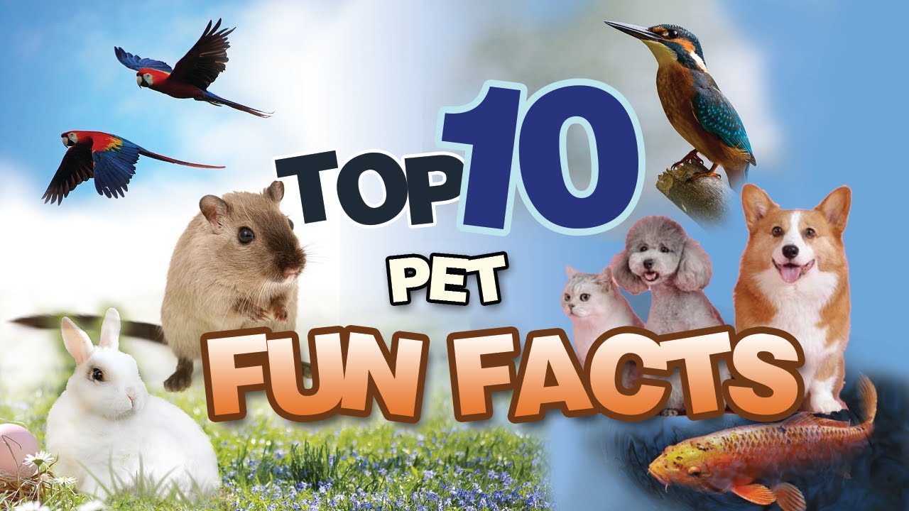 Top 10 Pet Fun Facts #funfacts #petfacts #top10facts