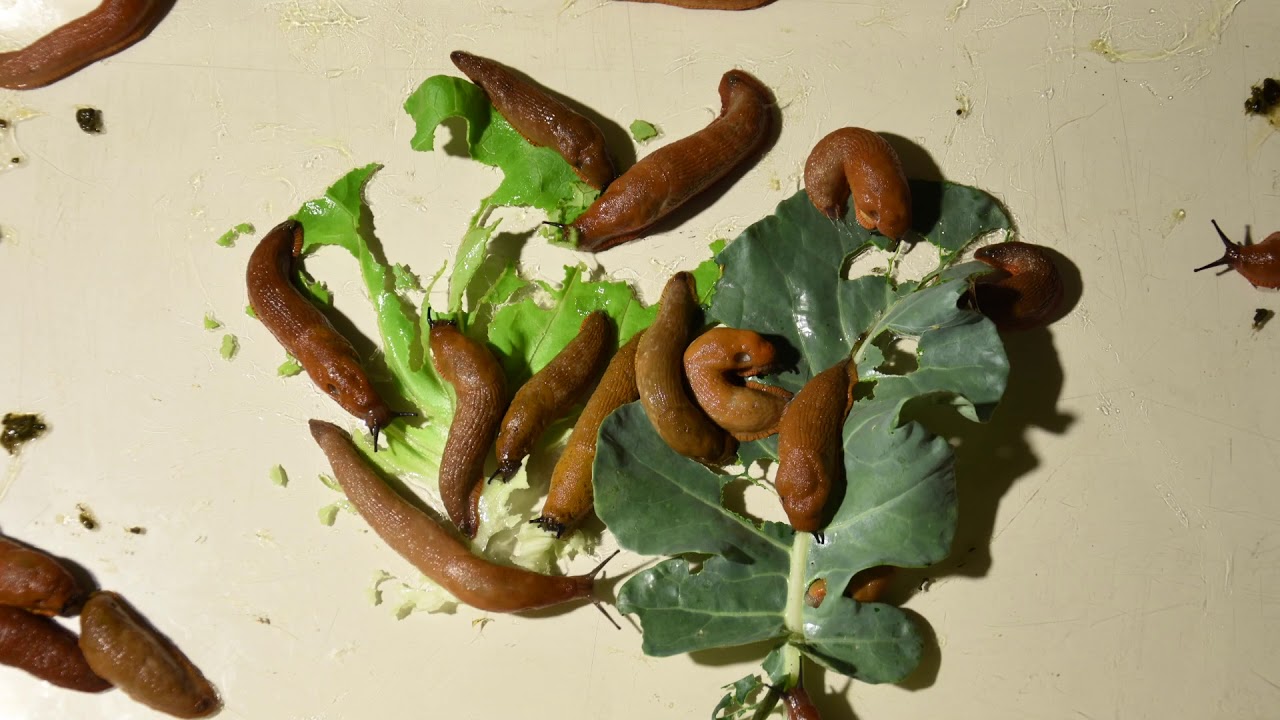 Slugs eating time lapse