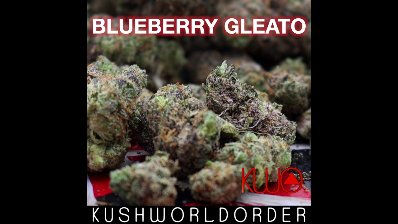 BLUEBERRY GELATO