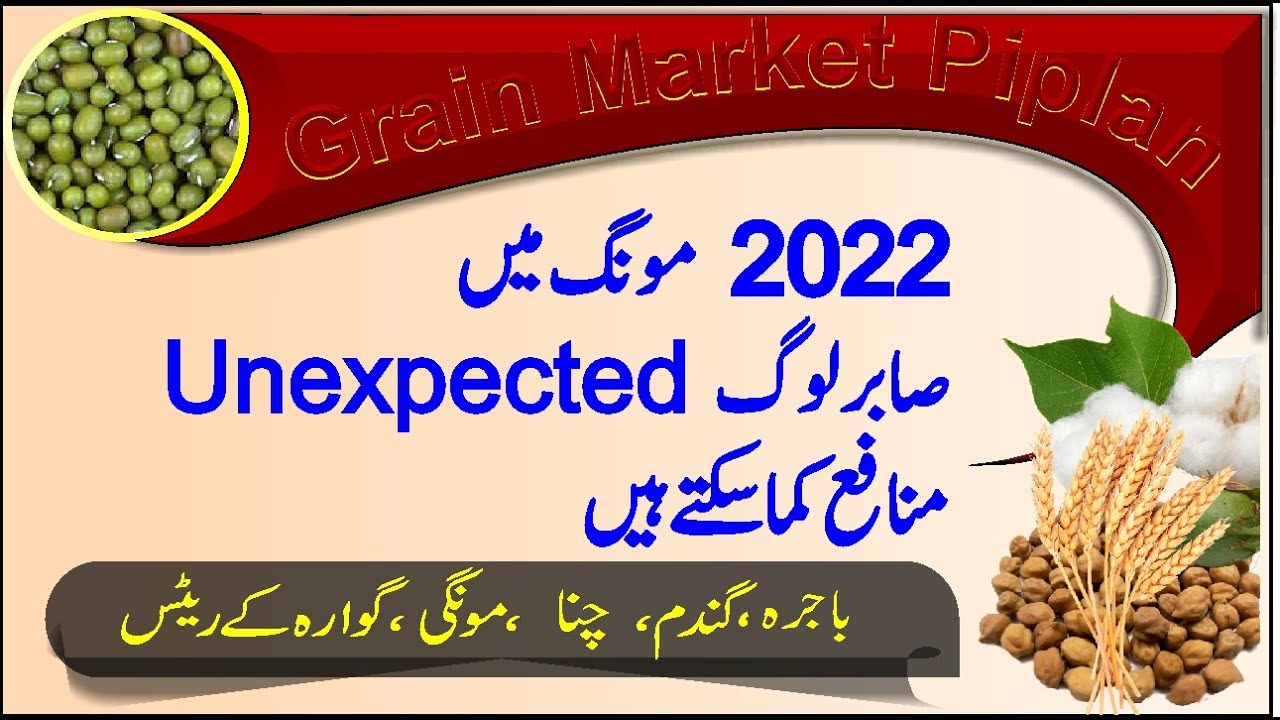 How can unexpected earn in moong ll Chana, Guara rate today ll Galla mandi punjab l Bashir Sandhila