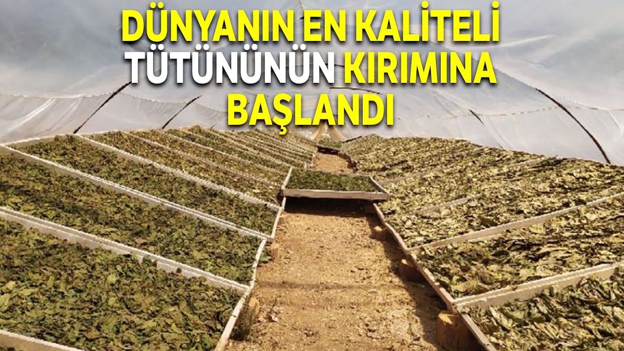 Dünyanın En Kaliteli Tütünleri Arasında Yer Alan İç Ege’de Kırım Başladı