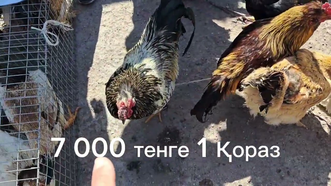 07.04.2024.Сарыағаш құс базары.Тауықтар,куркелер,уйректер,бөденелер,кептерлер , тоты құстар,қоян,ит.