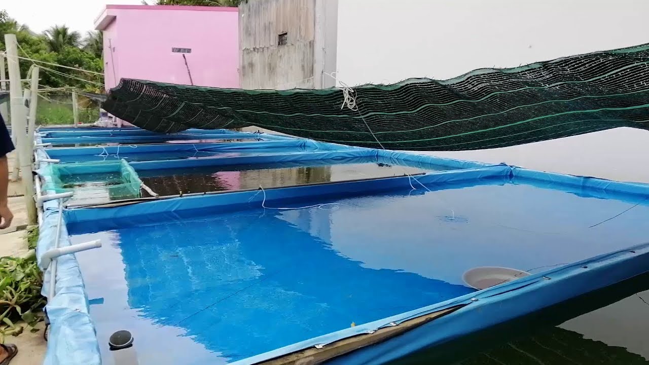 Thâm nhập LÒ làm cá lớn nhất miền Tây (Phần 1)