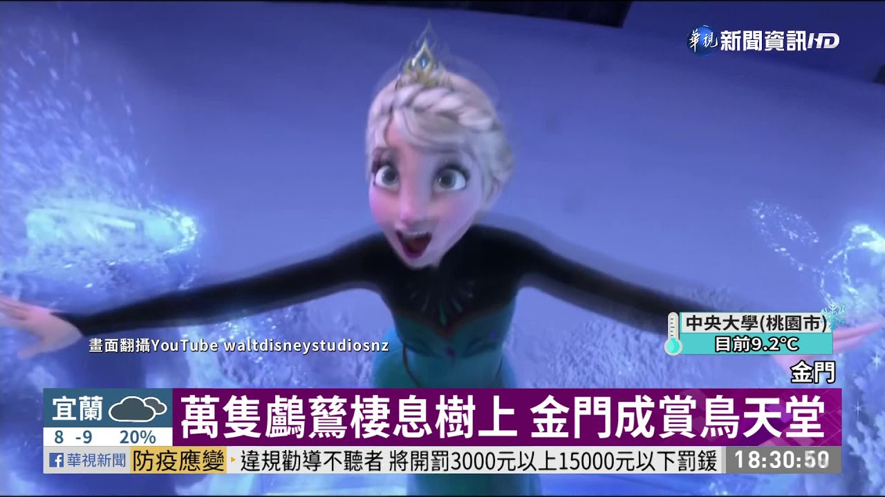 金門下雪? 鸕鶿過冬排遺染白樹｜華視新聞 20210107