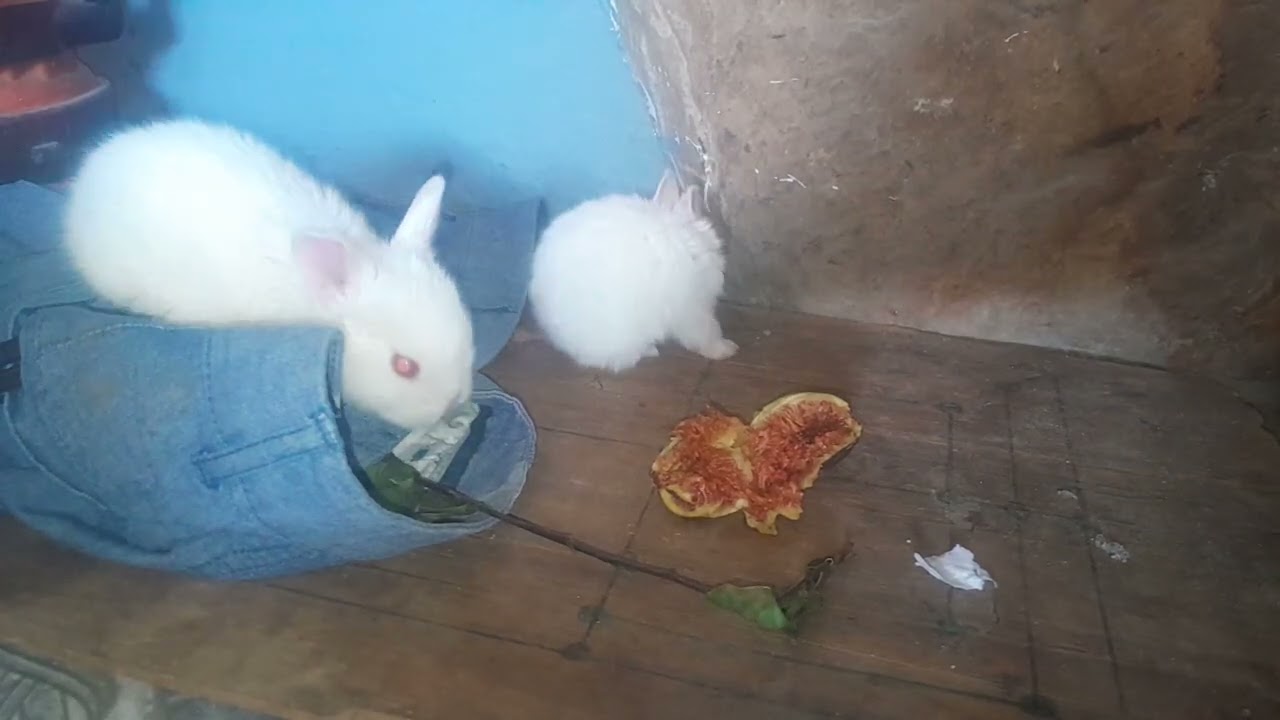 In a world full of ia you just need some reel bunnies