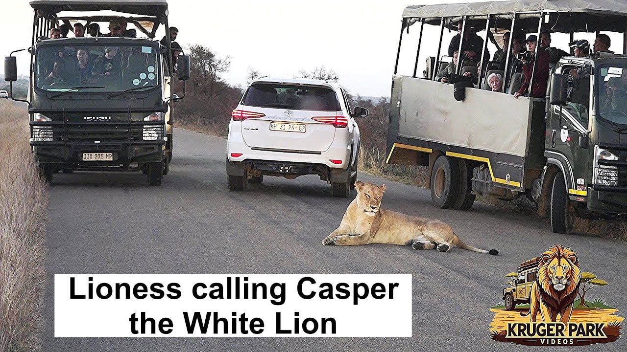 Lioness Queen Of The Road and Casper The White Lion