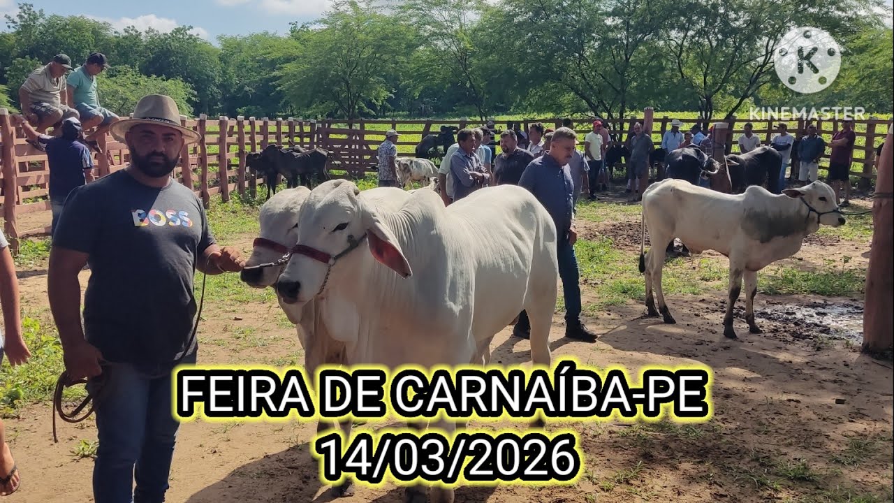 Feira do Gado de Carnaíba-PE dia 14/03/26