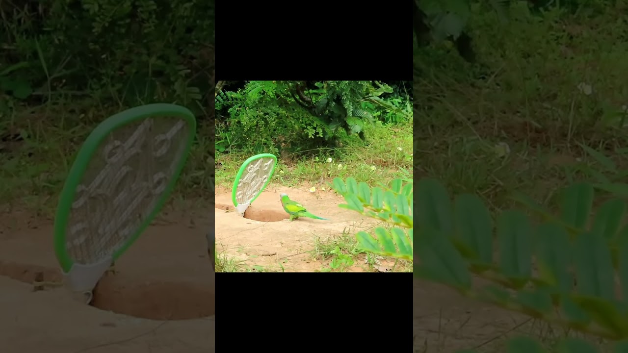 Unique Parrot Trap Using paper Box - Parrot Trap 100% working