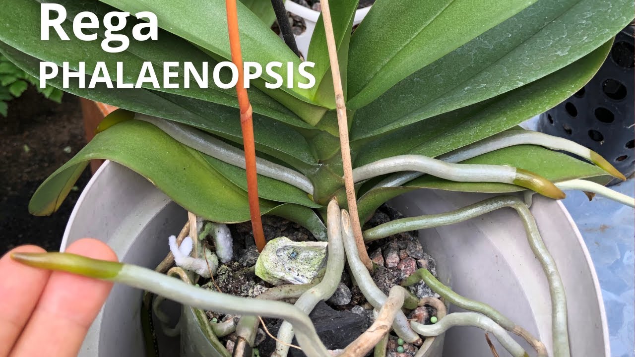Qual é o espaçamento entre as regas das orquídeas na semi hidroponia?