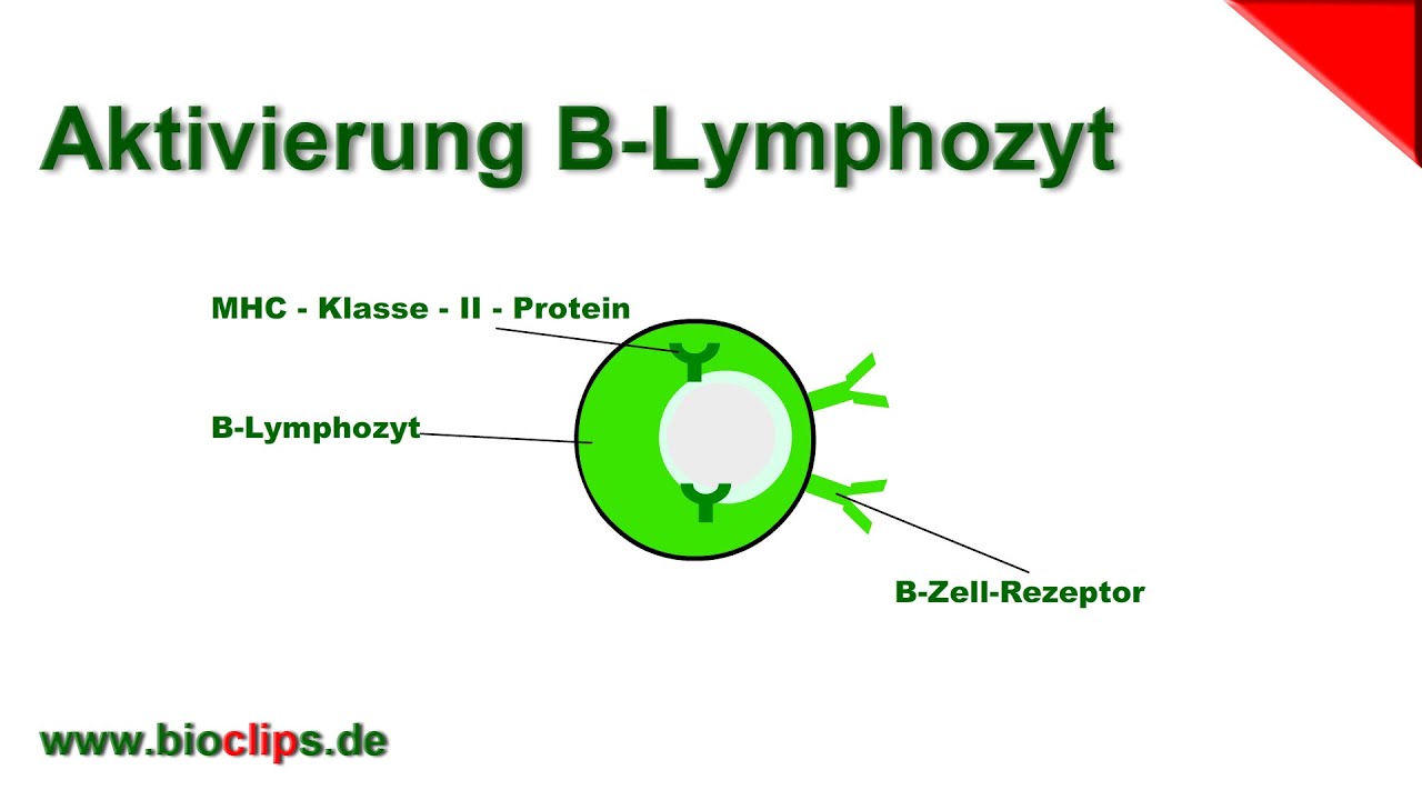 Aktivierung B-Lymphozyt